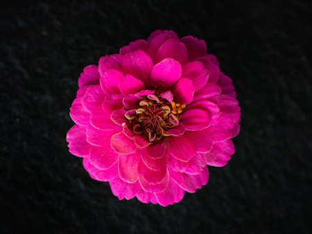 Top view of a flower on black background. On a dark background.の写真素材