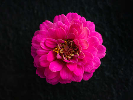 Delicate flower on black background. On black background.の写真素材