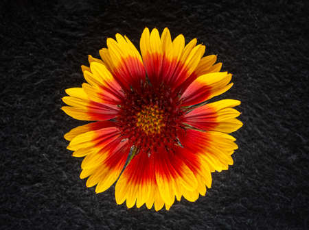 Studio shot of flower on black background. Macro photo.の写真素材