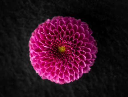 Top view of a flower on black background. Closeup. Nature.の写真素材
