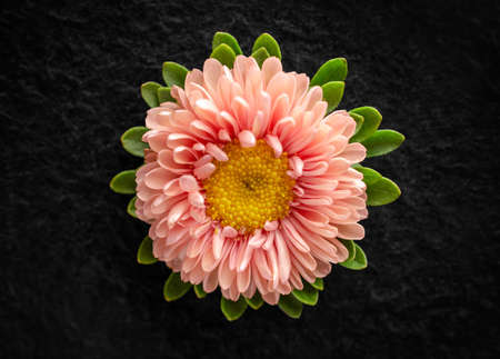 Top view of a flower on black background. Decorative flowers.の写真素材