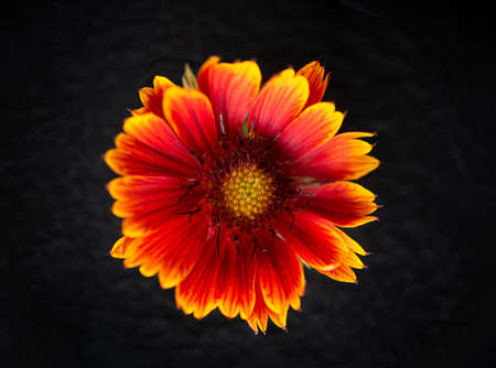 Top view of a flower on black background. On a dark background.の写真素材