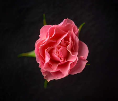 Delicate flower on a black background. Flat lay, top view.の写真素材