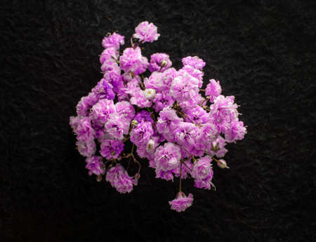 Top view of a flower on black background. Bright and beautiful flower.の写真素材