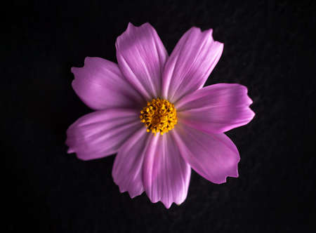 One flower on black background. Close up.の写真素材