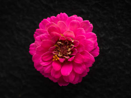 Top view of a flower on black background. Closeup.の写真素材