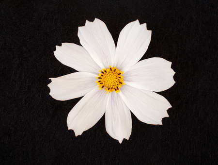 One flower on black background. Decorative flowers.の写真素材