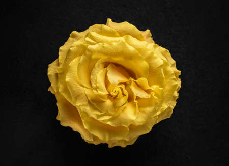 One flower on black background. Studio shot.の写真素材