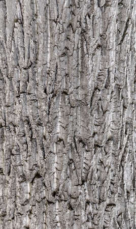 Old Wood Tree Texture Background Patternの写真素材