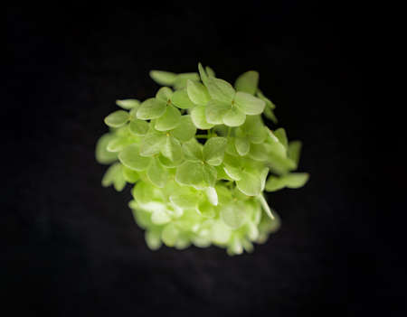 Studio shot of flower on black background. On black background.の写真素材