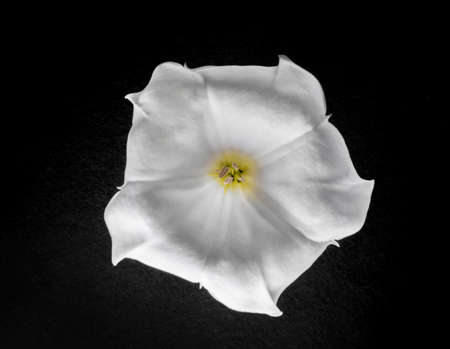 Top view of a flower on a black background. Studio shot.の写真素材