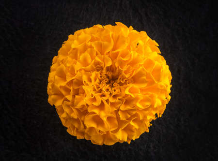 Studio shot of flower on a black background. On black background.の写真素材