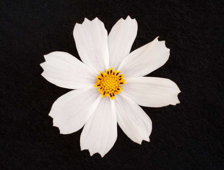 One flower on black background. Studio shot.の写真素材