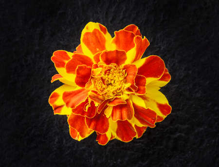 Studio shot of flower on black background. View above.の写真素材
