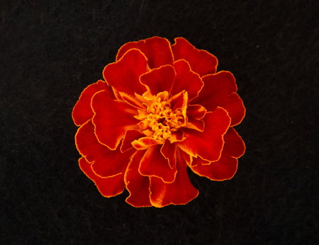 Top view of a flower on a black background. View from above.の写真素材
