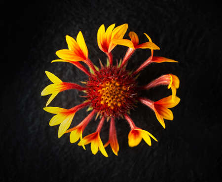 Studio shot of flower on a black background. Close up.の写真素材