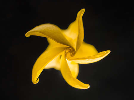 Top view of a flower on black background. On black background.の写真素材