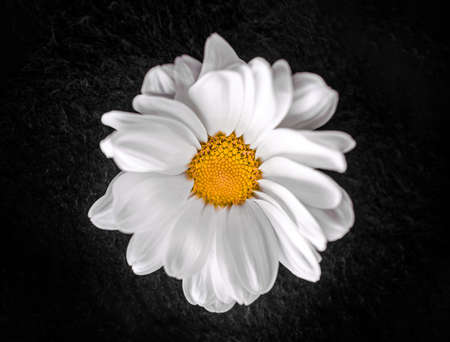 Studio shot of flower on a black background. Selective focus.の写真素材