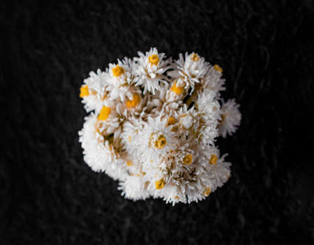 Beautiful flower on black background. Selective focus.の写真素材