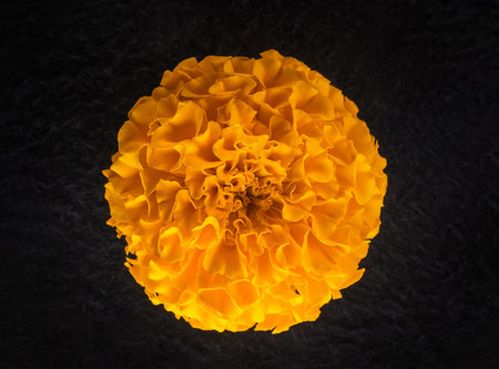 Top view of a flower on a black background. View above.の写真素材