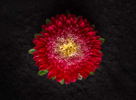 Top view of a flower on black background. Bright and beautiful flower.の写真素材