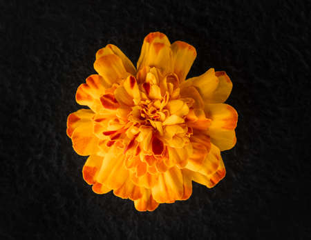 Beautiful flower on a black background. On a dark background.の写真素材