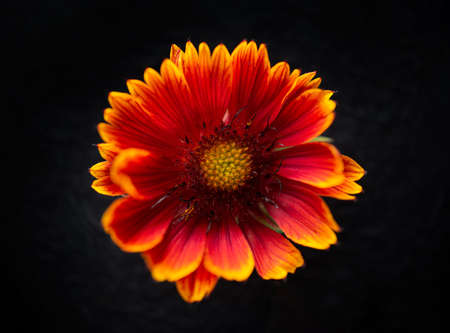 Top view of a flower on black background. Selective focus.の写真素材