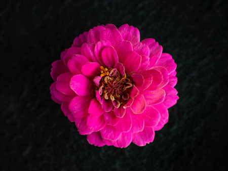 Studio shot of flower on black background. Studio shot.の写真素材