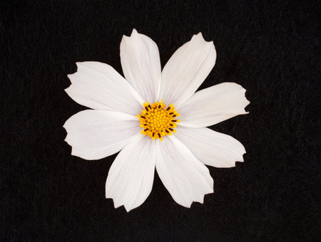 Studio shot of flower on a black background. Selective focus.の写真素材