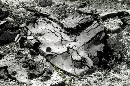 Grass making its way through a crack of asphaltの写真素材
