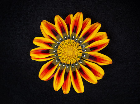 Top view of a flower on black background. Photo from above.の写真素材