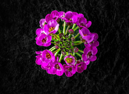 Delicate flower on black background. Closeup. Nature.の写真素材