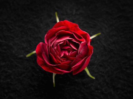 Delicate flower on black background. Flat lay, top view.の写真素材