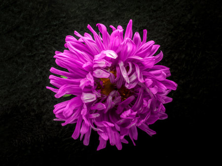 Close-up of flower on black background. Selective focus.の写真素材