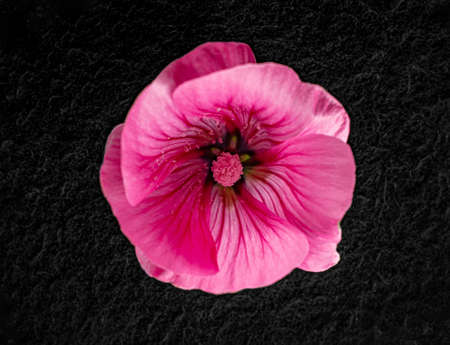 Studio shot of flower on a black background. Selective focus.の写真素材