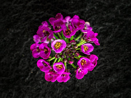 One flower on a black background. Closeup.の写真素材