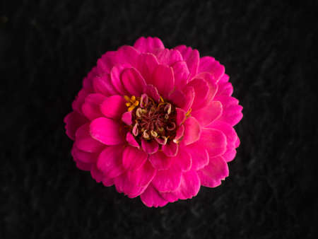 Studio shot of flower on a black background. On black background.の写真素材