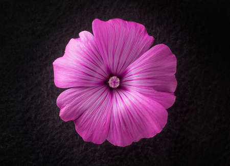 Close-up of flower on black background. Macro shoot.の写真素材