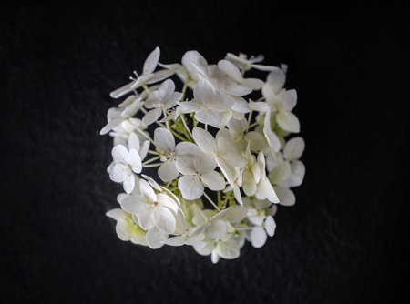 Top view of a flower on black background. View above.の写真素材