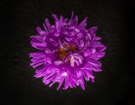 One flower on black background. View above.の写真素材