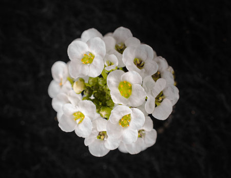 Top view of a flower on a black background. On black background.の写真素材