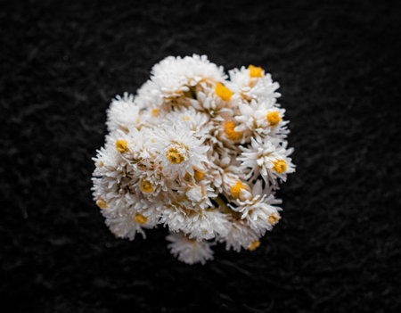 Delicate flower on black background. Close up.の写真素材