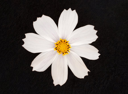 Delicate flower on black background. Macro shoot.の写真素材