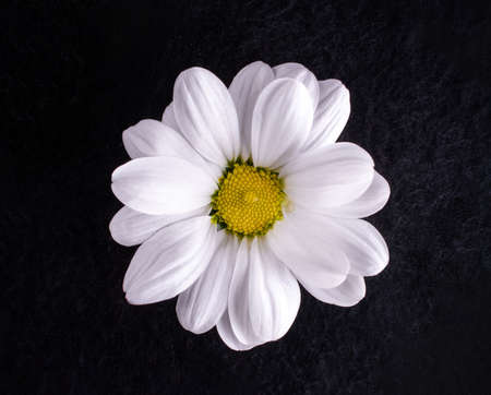 Top view of a flower on a black background. Macro photo.の写真素材