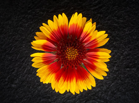 Delicate flower on a black background. Decorative flowers.の写真素材