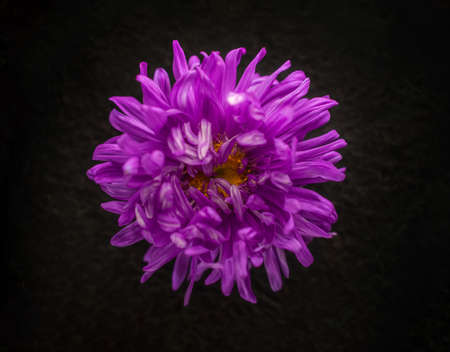 Beautiful flower on black background. View above.の写真素材