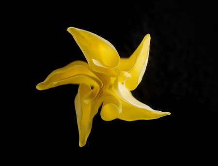 Beautiful flower on black background. Macro photo.の写真素材