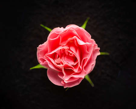 Studio shot of flower on black background. Close up.の写真素材