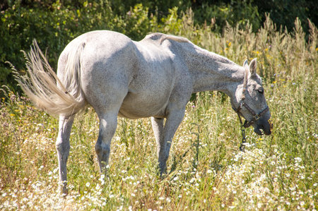 Horse gray color graze in the Meadowの写真素材