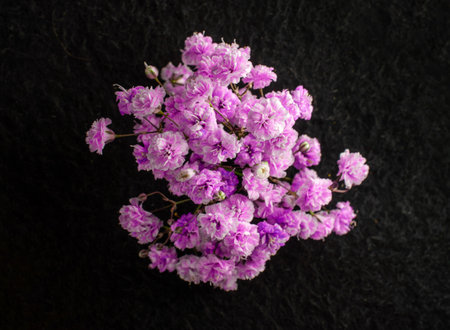 One flower on a black background. Selective focus.の写真素材